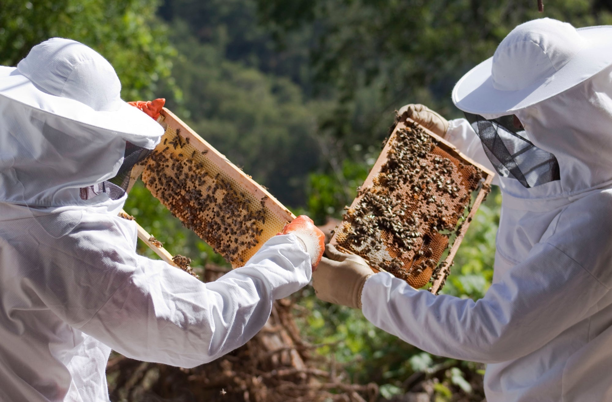 Two people in beekeeping suits holding honeycomb frames with bees.